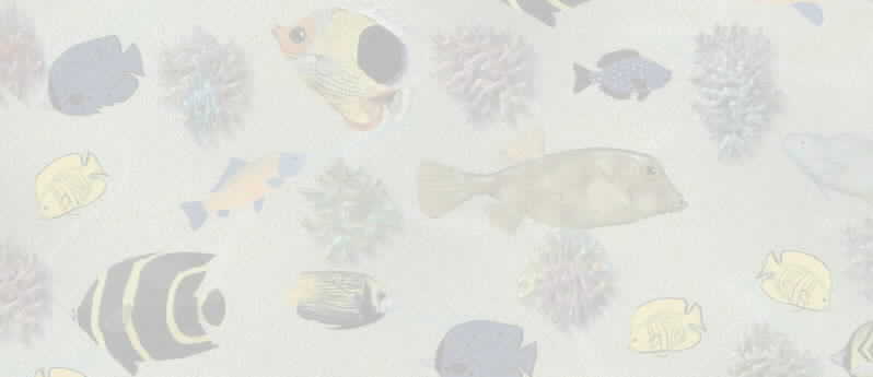Background - Fish