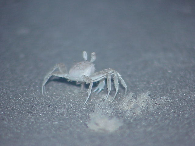 Ghost crabs live in burrows along the beaches.